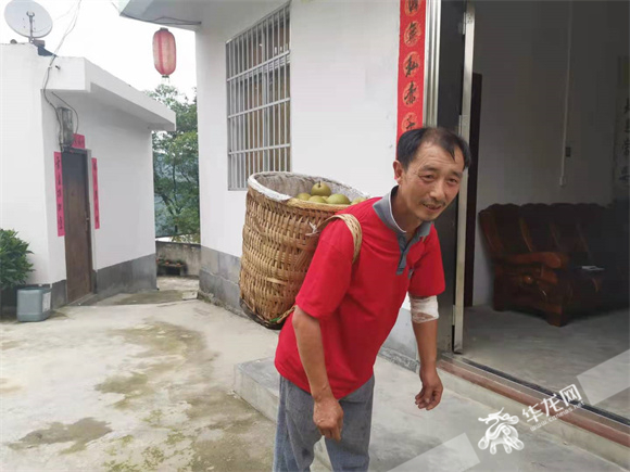 蔡政剛采摘一背簍豐水梨背回家。華龍網(wǎng)—新重慶客戶端 冉長軍 攝