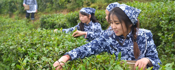 采歧陽(yáng)秀芽